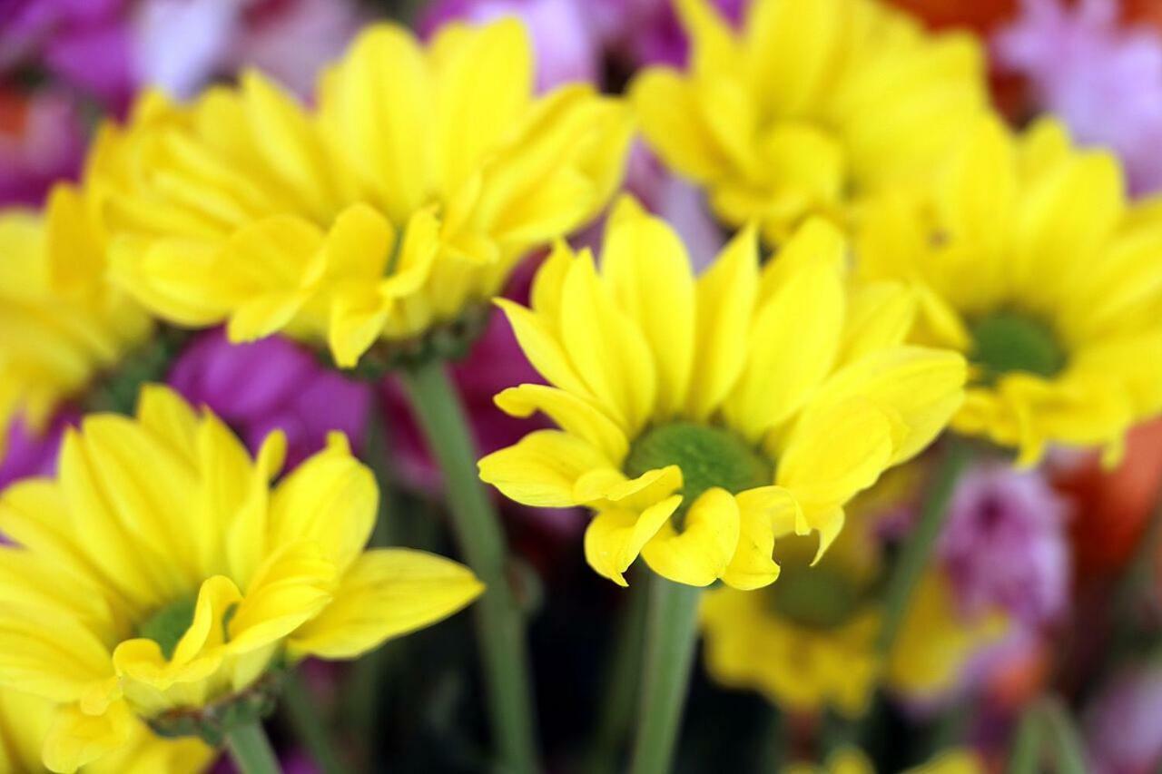 Un Mare Di Fiori *