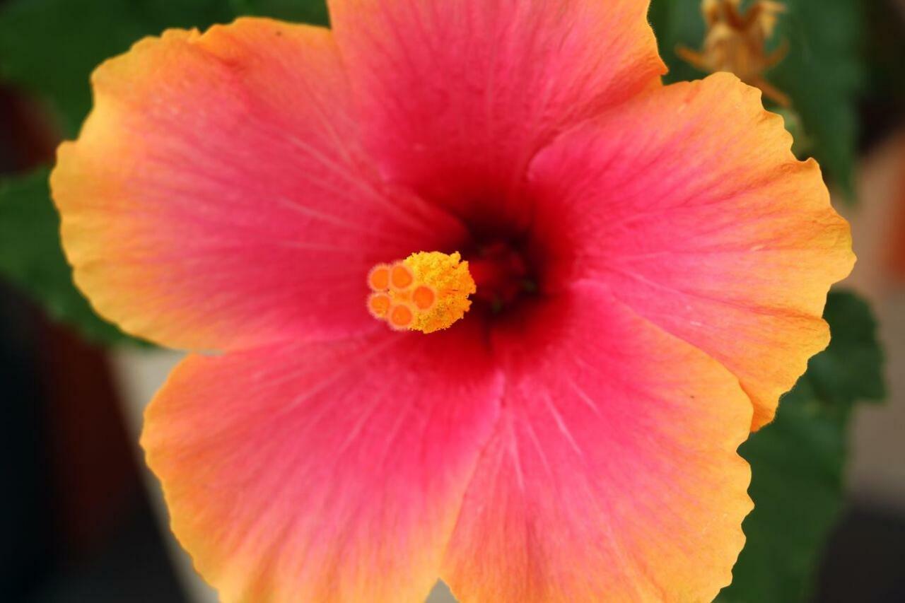 Un Mare Di Fiori Bauernhof Ventimiglia