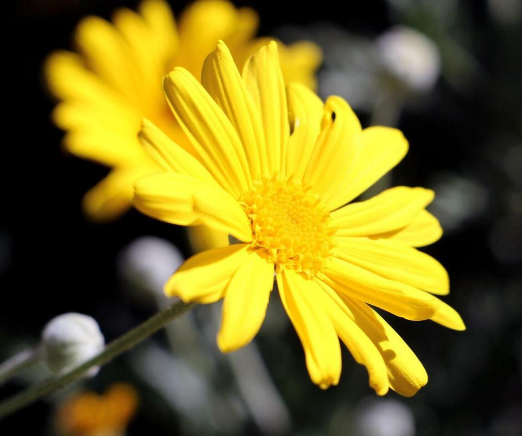 Agroturismo Un Mare Di Fiori Ventimiglia